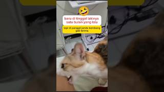 Gak mau di panggil janda kembang animal cat komedikucing funny kucinglucu zevaxavier [upl. by Ahsirahc]