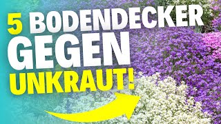 Die 5 besten Bodendecker für einen unkrautfreien Garten [upl. by Holder249]