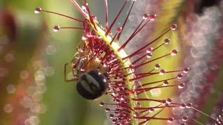 Best Sundew bugeating plant Timelapse compilation from the last 8 years [upl. by Wennerholn]