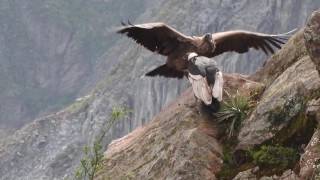 Condors of Colca Canyon Peru April 8 2016 [upl. by Mcnelly]