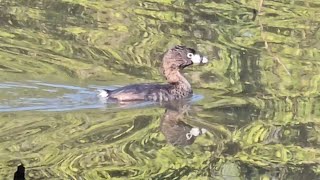 Piedbilled Grebe [upl. by Porte]