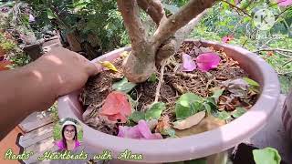 Bougainvillea With Two Branches That Produced Two Different Color Of Bracts [upl. by Anividul]