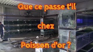 Que ce passe til chez poisson dor [upl. by Alleyn]