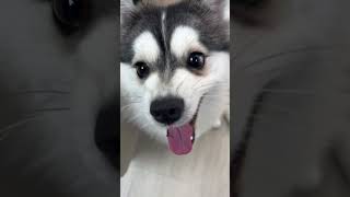 Hello pomsky 博美奇 hello cute [upl. by Anwat]