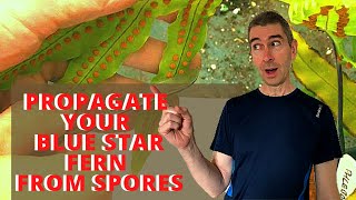 PROPAGATE YOUR BLUE STAR FERN PHLEBODIUM FROM SPORES Part 1 [upl. by Ennavoj]