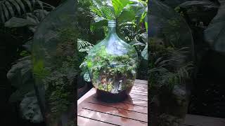 Terrarium in a Demijohn [upl. by Jaynes]