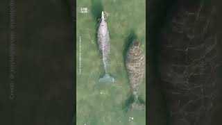 Dolphin and dugong caught playing together [upl. by Bohs]