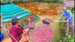 ഒഴുകുന്നവെള്ളത്തിൽ ലക്ഷക്കണക്കിന് KoicarpPlatyMolyWidowsPolar Fish Farm  Part One [upl. by Ellinnet]