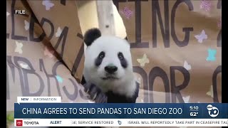 China plans to send San Diego Zoo more pandas this year reintroducing panda diplomacy [upl. by Eiral933]