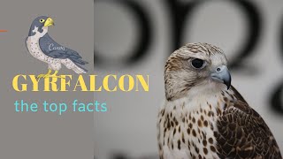 Gyrfalcon facts 🦅 largest falcon breeds on Arctic coasts and tundra [upl. by Anuahsar477]