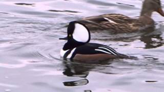 Hooded Merganser Sound [upl. by Dryfoos]