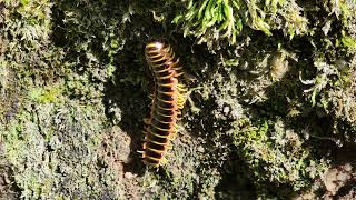 Black and Gold Millipede in Warren County PA at Rimrock [upl. by Yelsnit]