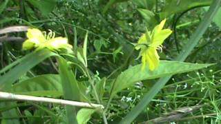 MyNature Apps Identifying Fringed Loosestrife Lysimachia ciliata [upl. by Bushey]