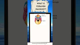 Foramen magnummedicalstudent anatomy humanbody medical anatomyvideos [upl. by Caryl]