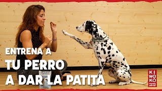 Cómo ENSEÑAR a un PERRO a DAR la PATA 🐶 【Paso a paso】🐕✅ [upl. by Kempe116]