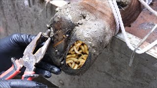 The SHOCKING truth about cutting and trimming cow hooves removing screws stuck in hooves [upl. by Emalia]