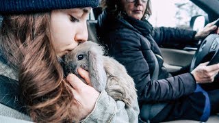 300km rijden om 2 dieren in nood te helpen  VLOGMAS [upl. by Sethrida514]