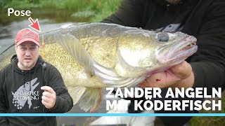 Erfolgreich Zander angeln mit Köderfisch  Tipps [upl. by Roxane]