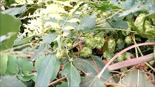 Humulus lupulus the common hop or hops is a species of flowering plant in the family Cannabaceae [upl. by Aicnilav960]