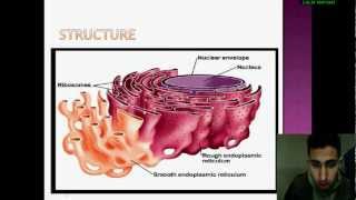 Biologie Cellulaire le réticulum endoplasmique [upl. by Novia]