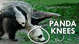 Giant Anteaters have Panda Knees [upl. by Akinit462]