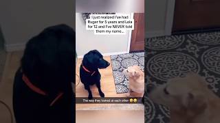 12 Years Later Dogs Learn Owners Name PRICELESS REACTION [upl. by Areht]