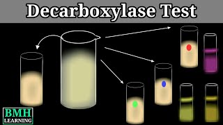 Decarboxylase Test  Amino Acid Decarboxylase Test  Decarboxylase Deaminase Test [upl. by Bowden]