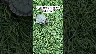 Baby red eared slider first steps in lawn 🐢💚 babyturtle redearedslider turtleshorts petturtle [upl. by Udenihc573]