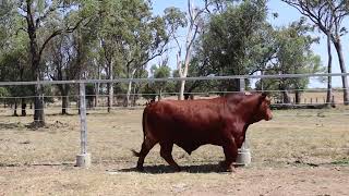 2024 ROMA NATIONAL SALE LOT 101 FERNLEIGH PEDRO [upl. by Yerac]