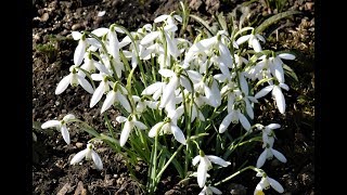 Schneeglöckchen und andere Winterblüher [upl. by Amathist]