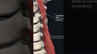 Scalenus anterior muscle relations amp Scalenovertebral triangle Anatomy mbbs education [upl. by Franky]