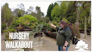 Nursery walk around  sneak peak of our exhibition tree  Greenwood Bonsai [upl. by Hakilam]