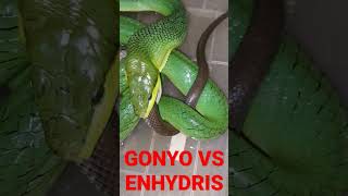 PERT4RUNG4N GONYOSOMA VS ENHYDRIS MENEG4NGK4N [upl. by Jake4]