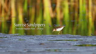 Sunrise Sandpipers [upl. by Acirema593]