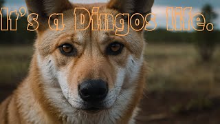 Discover the Dingo Secrets of Australias Wild Dogs [upl. by Lordan]