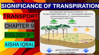 Significance of Transpiration [upl. by Aloisia768]