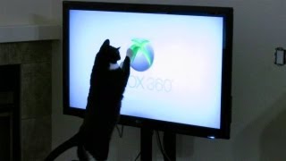 Cat Attacks XBOX 360 Logo [upl. by Hobie]