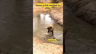 Hyena ne kiya machhali ka shikar animals wildlife wildanimals animalworld gerenuk [upl. by Mast]