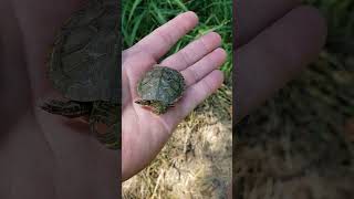 Baby red eared slider [upl. by Adihsaar]