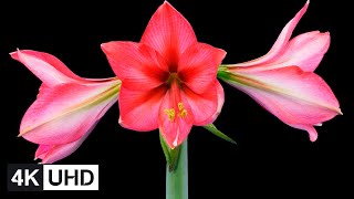 🔥 4K Flowers Time Lapse  Blooming Dying Resurrection  Crab Apple Apricot Orchid Dahlia etc [upl. by Bullard]