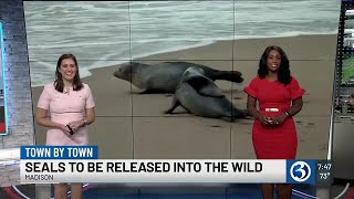 Mystic Aquarium to release 4 seals back into the wild [upl. by Arjan]