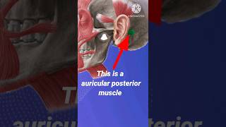 auricular posterior  auricular posterior head muscle videoauricular origin and nerve videoshorts [upl. by Inalak]