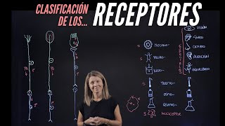 Tipos de receptores sensitivos según su modalidad localización y estructura [upl. by Purse]