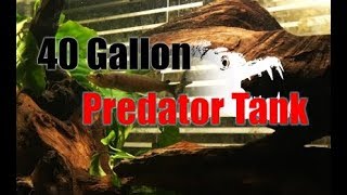 40 Gallon Predator Tank [upl. by Maccarthy]