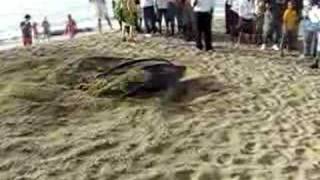 Leatherback Sea Turtle Nesting [upl. by Htederem]