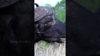 Oxpecker Cleaning Buffalos Eye Wincent 5z0Ep wildlife nature bird [upl. by Sidras694]