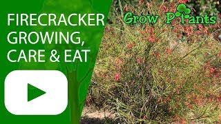 Firecracker plant  growing care amp Eat the nectar [upl. by Ahsirhcal]