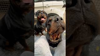 Rottweiler Bubzee Ghar Ki Protection Ke Liye Bite Kar Sakta Hai shorts dogs rottweiler trending [upl. by Sola]