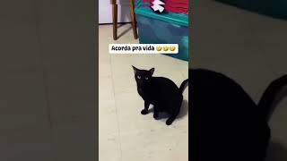 funny animal part24 Shorts cat [upl. by Rina963]