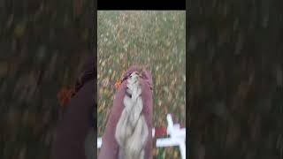 Some small autumn jumps with Lenni slowed down hobbyhorsing hobbyhorse horse autumn [upl. by Assiled917]